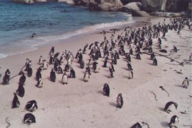 Penguins in Simon's Town