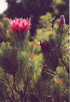 Kirstenbosch: Protea